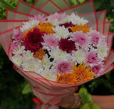 MIXED COLOURFUL MUMS
